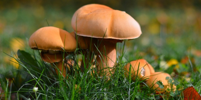 Os cogumelos alucinógenos contêm uma substância conhecida como psilocibina